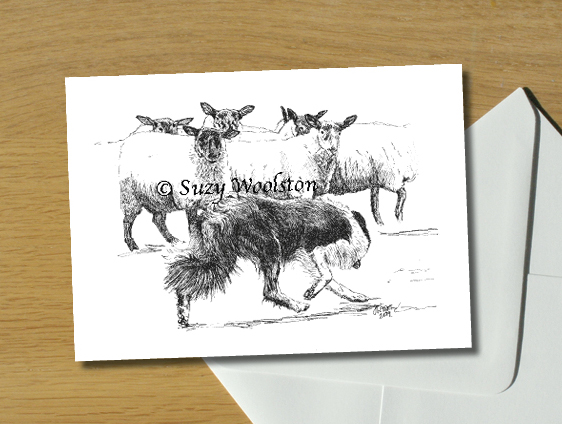 Joe pushing sheep up