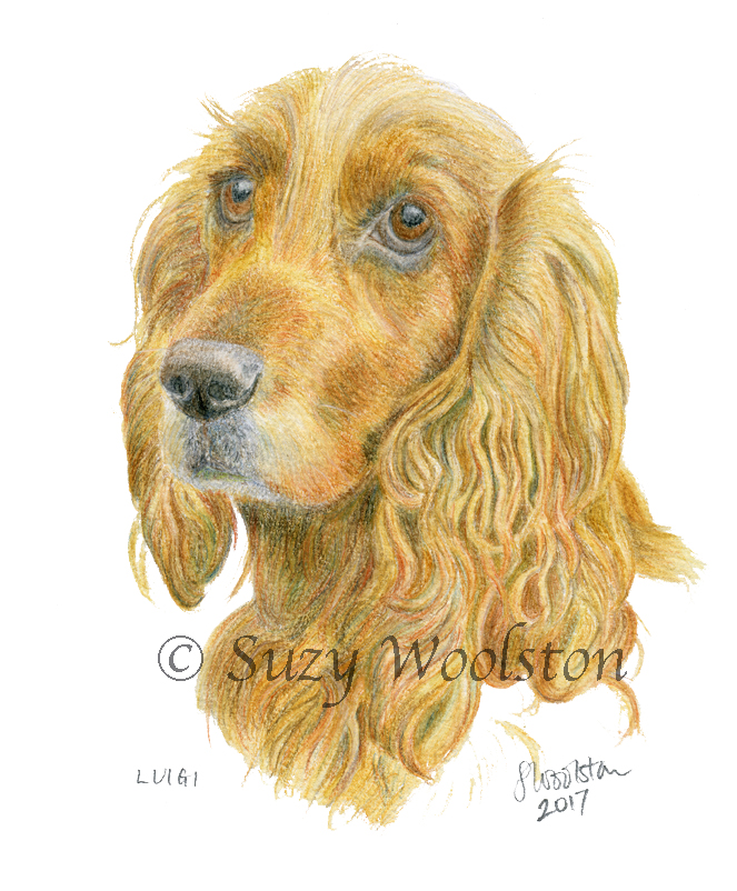 Cocker Spaniel portrait